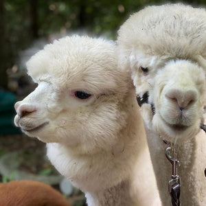 Alpaca Private Lesson starting at $9.99