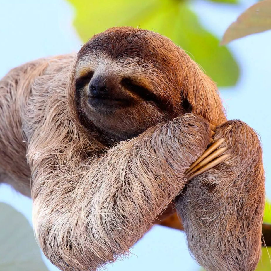 Sloth Private Lesson starting at $9.99