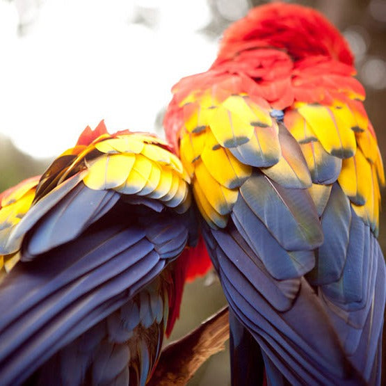 Macaw Conservation Expedition: Breeding to Liberation. Embark on a Three day Course!