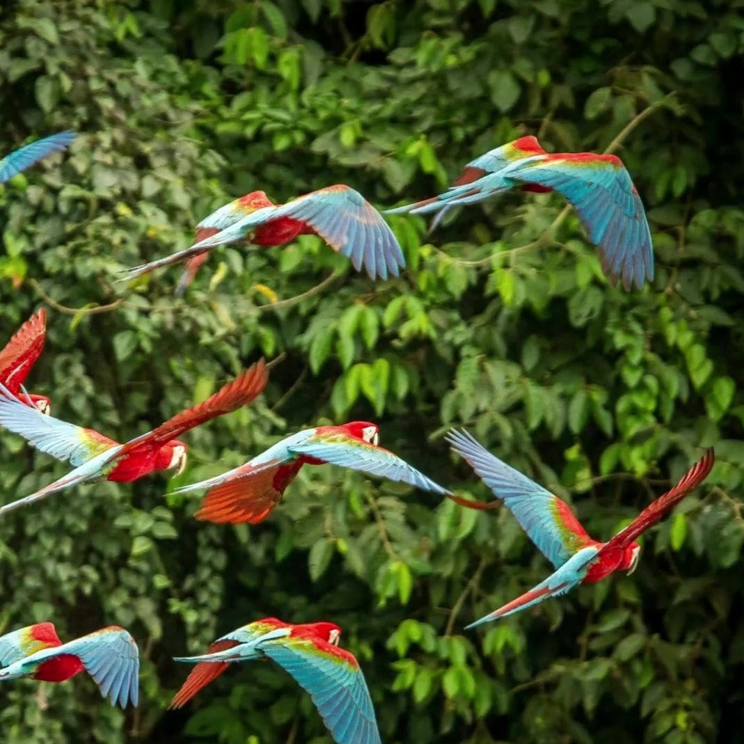 Macaw Conservation Expedition: Breeding to Liberation. Embark on a Three day Course!