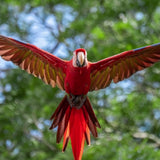 Macaw Conservation Expedition: Breeding to Liberation. Embark on a Three day Course!