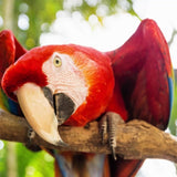 Macaw Conservation Expedition: Breeding to Liberation. Embark on a Three day Course!