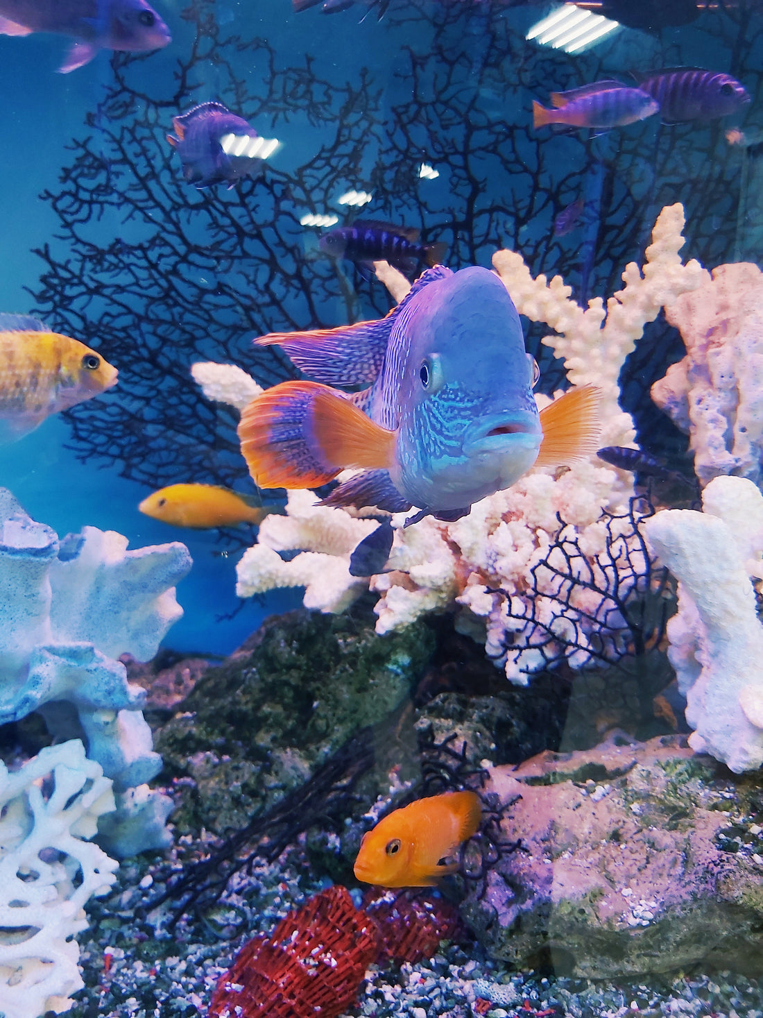 Coral Reef Private Lesson starting at $9.99
