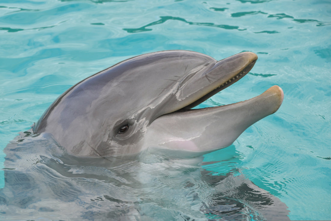 Dolphin Private Lesson starting at $9.99