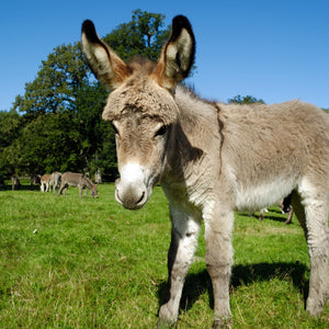 Mini Donkey Private Lesson starting at $9.99