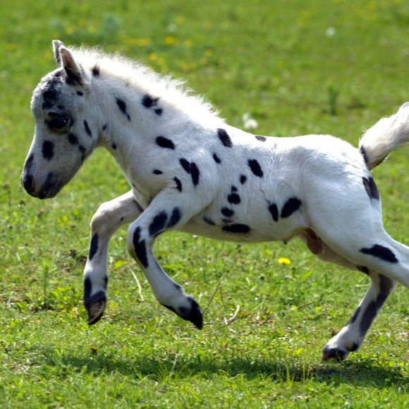 MIni Horse Falabella Private Lesson starting at $9.99