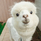 Alpaca Private Lesson starting at $9.99