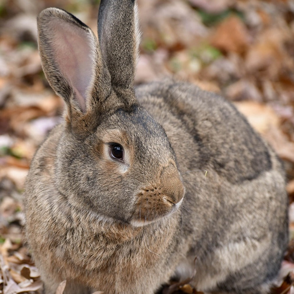 Flemish Giant Rabbit Private Lesson starting at $9.99