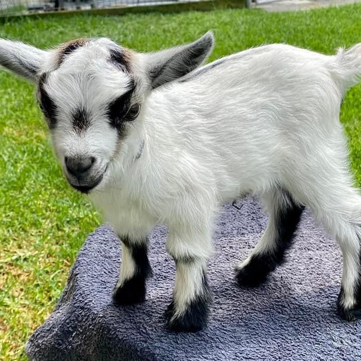 Pygmi Goat Private Lesson starting at $9.99