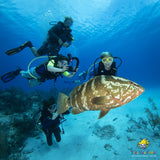 Scuba Dive Private Lesson starting at $9.99